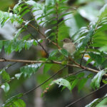 Cream-eyed Bulbul (image by Yeo Siew Teck)