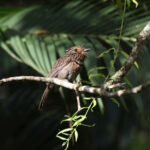 Crescent-chested Puffbird (image by Fito Downs)