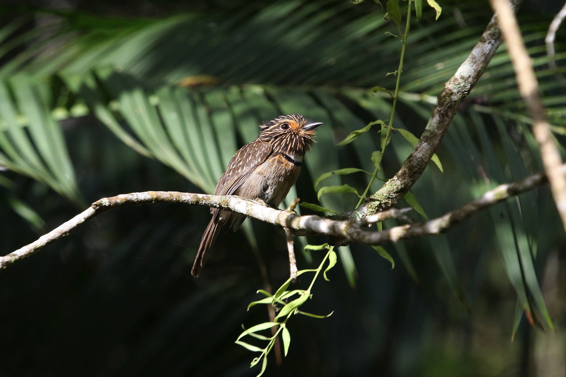 Crescent-chested Puffbird (image by Fito Downs)