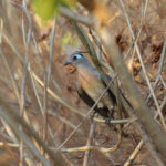 Crested Coua (image by Trevor Ellery)
