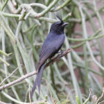 Crested Drongo (image by Trevor Ellery)