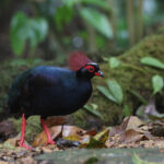 Crested Partridge (image by Yeo Siew Teck)
