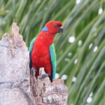 Crimson Shining Parrot (image by János Oláh)