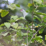 male Crimson-crowned Fruit Dove (image by János Oláh)