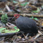Crimson-headed Partridge (image by Yeo Siew Teck)