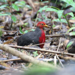 Crimson-headed Partridges (image by Yeo Siew Teck)