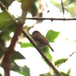 Crocker Jungle Flycatcher (image by Wayne Paes)
