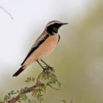 Desert Wheatear (image by John McLoughlin)