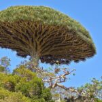 Dragon's Blood Tree (image by Hannu Jännes)