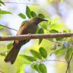 Duetting Giant Honeyeater (image by János Oláh)