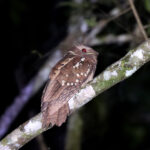 Dulit Frogmouth (image by Wayne Paes)