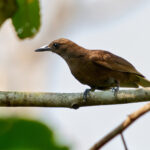 Dusky Brown Oriole (image by Andrew Wilson)