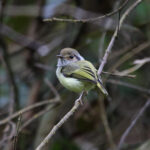 Eared Pygmy Tyrant (image by Fito Downs)