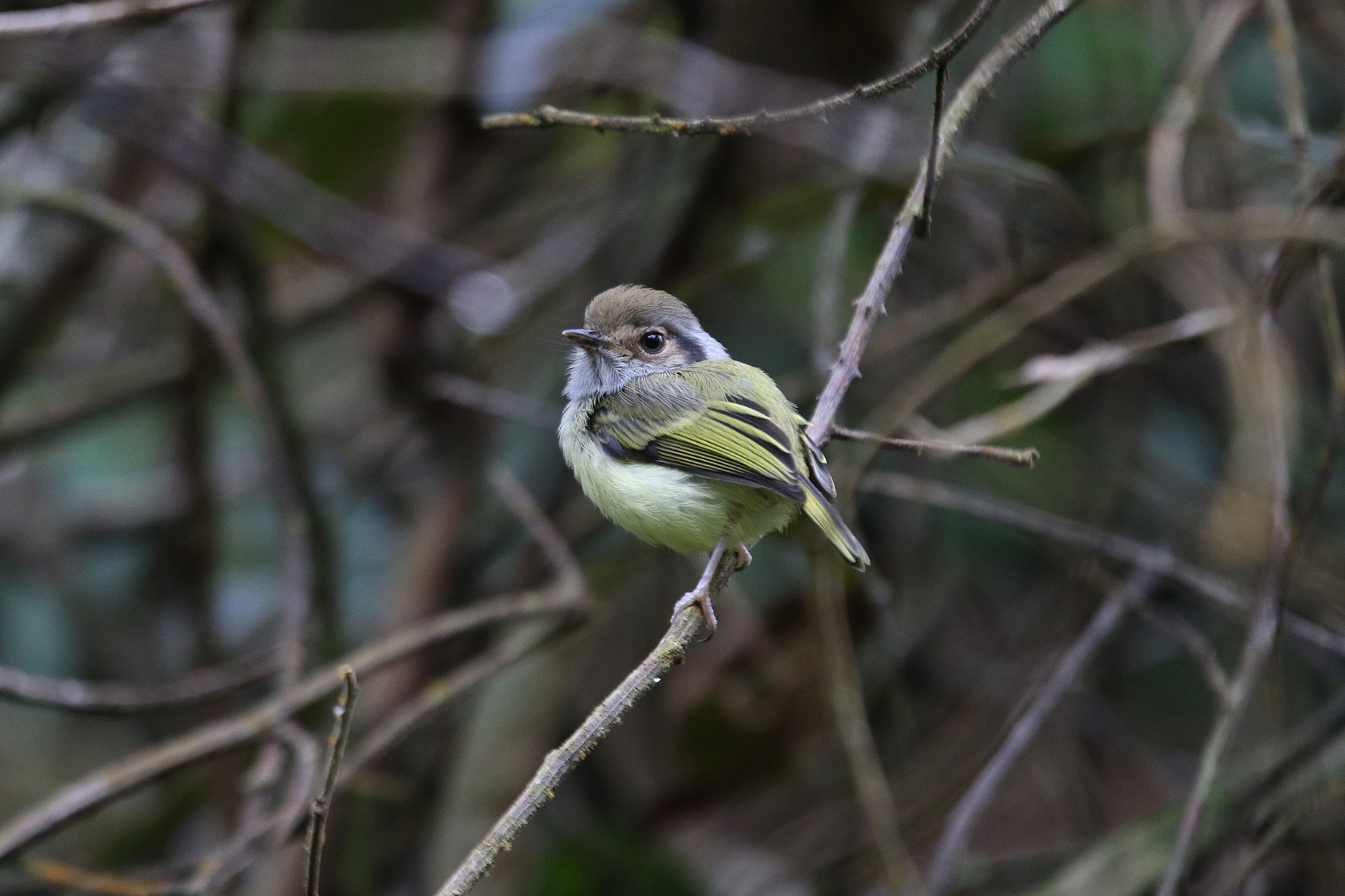 Eared Pygmy Tyrant (image by Fito Downs)