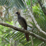 East Brazilian Chachalaca (image by Fito Downs)