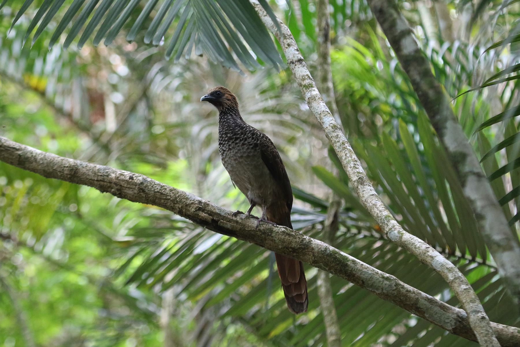 East Brazilian Chachalaca (image by Fito Downs)
