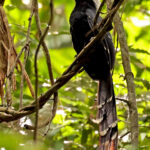 Eastern Long-tailed Hornbill (image by Phillip Edwards)