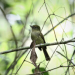 Eastern Olivaceous Flatbill (image by Fito Downs)