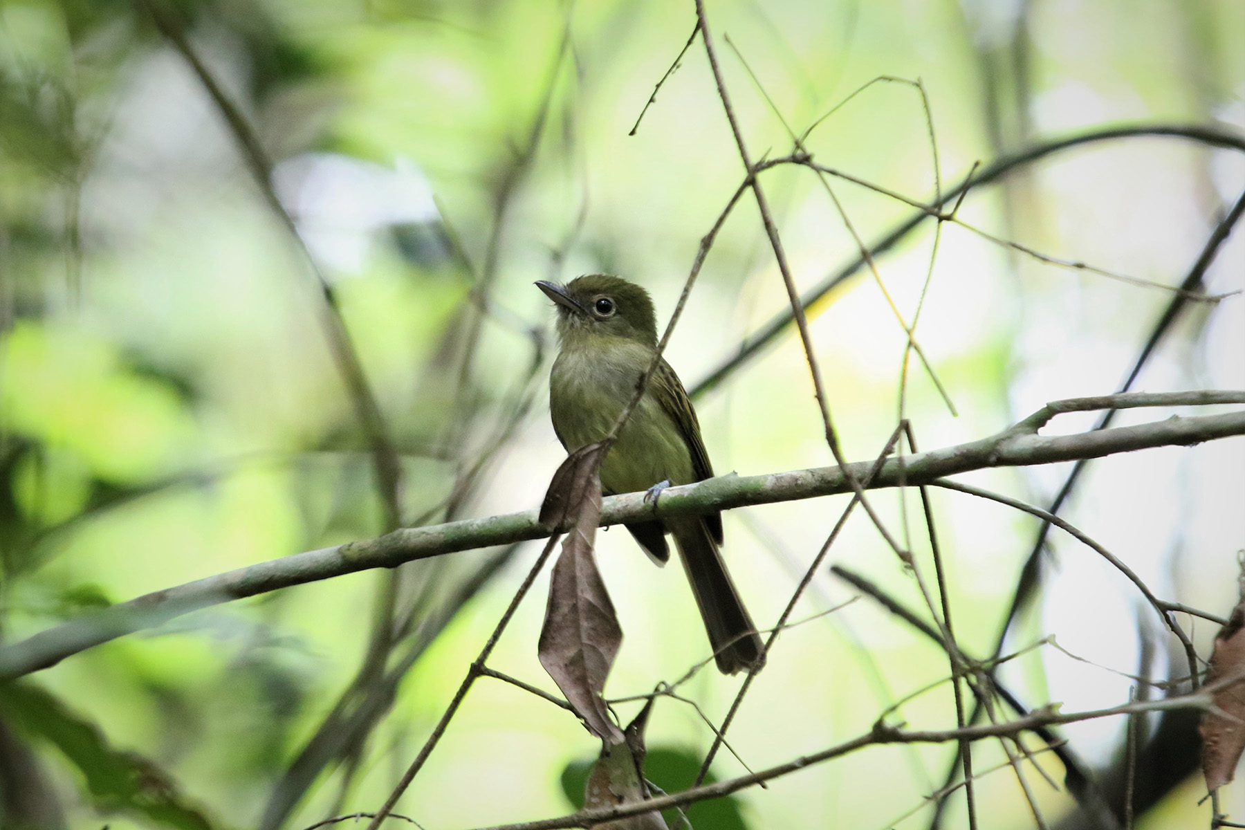 Eastern Olivaceous Flatbill (image by Fito Downs)