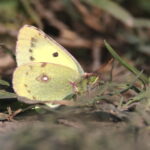 Eastern Pale Clouded Yellow (image by János Oláh)