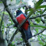 Ecuadorian Trogon (image by Leonardo Garrigues)