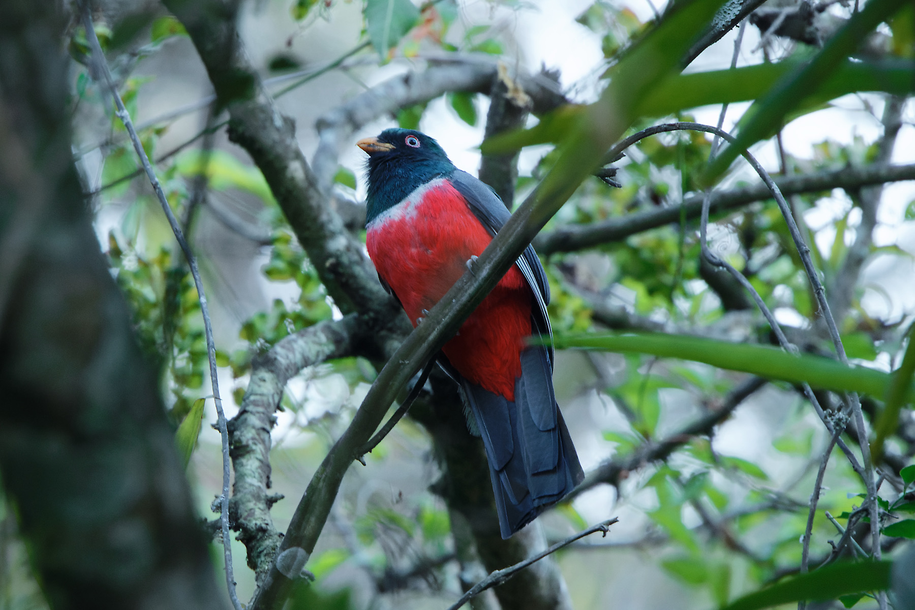 Ecuadorian Trogon (image by Leonardo Garrigues)