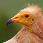 Egyptian Vulture (image by Hannu Jännes)