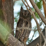 Eurasian Scops Owl (image by Garry Taylor)