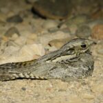 European Nightjar (image by Hannu Jännes)