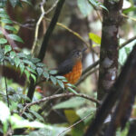 Everett's Thrush (image by Wayne Paes)