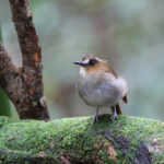 Eyebrowed Jungle Flycatcher (image by Yeo Siew Teck)