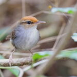Fiji Bush Warbler, Kadavu (image by János Oláh)