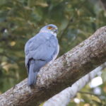 Fiji Goshawk, Taveuni (image by János Oláh)