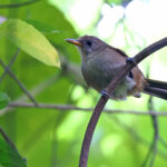 Fiji Shrikebill of the brunneus race, Kadavu (image by János Oláh)