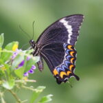 Fiji Swallowtail, Kadavu (image by János Oláh)