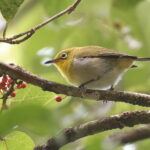 Fiji White-eye, Taveuni (image by János Oláh)