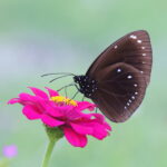 Fijan Crow Butterfly, Fiji (image by János Oláh)