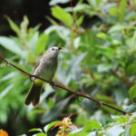 Flavescent (Pale-faced) Bulbul (image by Yeo Siew Teck)