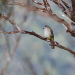 Flavescent (Pale-faced) Bulbul (image by Yeo Siew Teck)