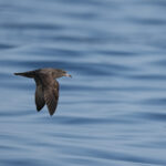 Flesh-footed Shearwater (image by Garry Taylor)