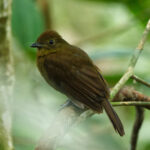 Foothill Schiffornis (image by Leonardo Garrigues)