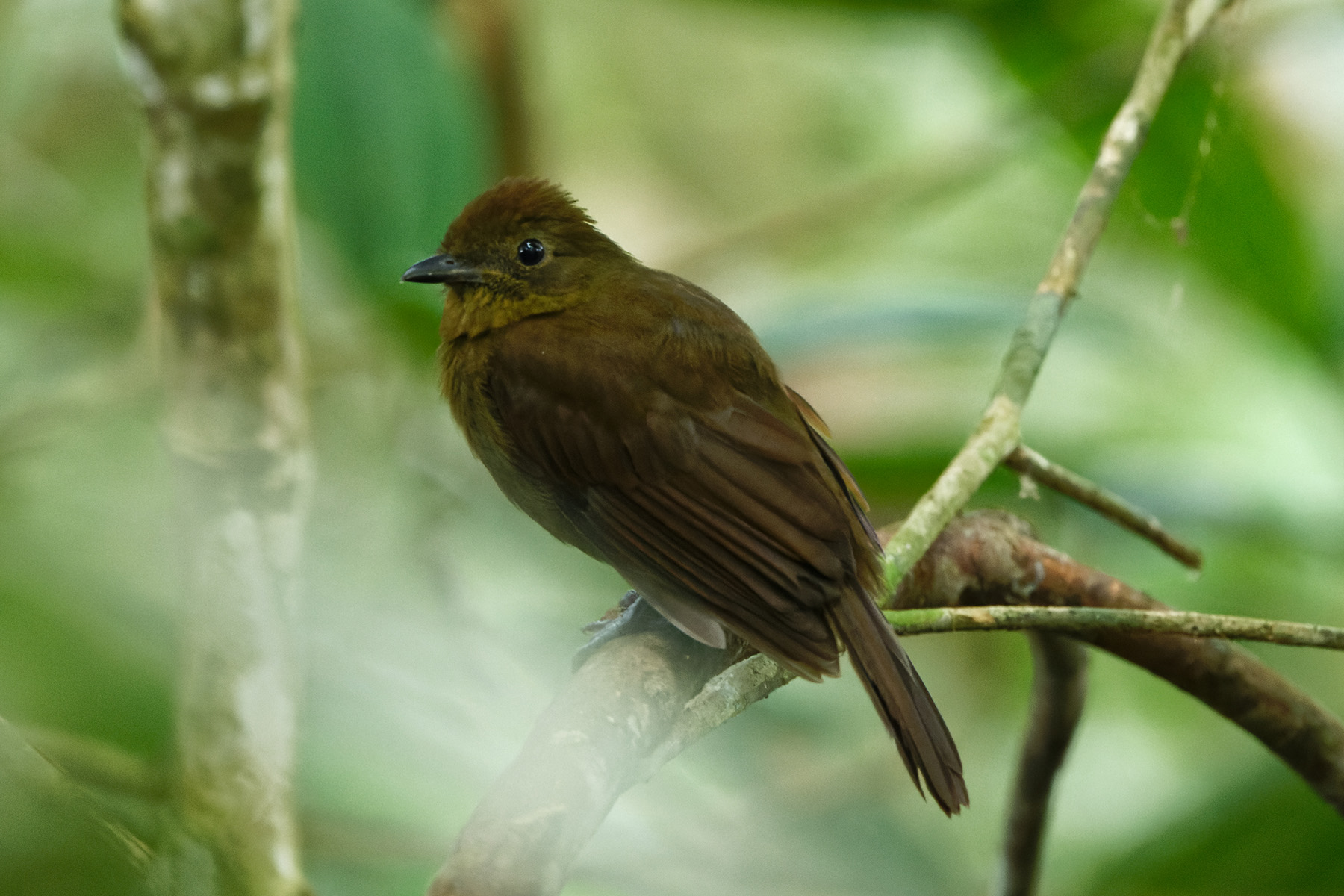 Foothill Schiffornis (image by Leonardo Garrigues)