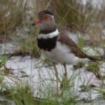 Forbes's Plover (image by Carl Winstead)