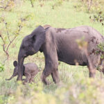 Forest Elephants (image by Gina Lloyd)