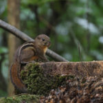 Four-striped Ground Squirrel (image by Yeo Siew Teck)