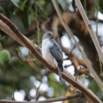Frances's Sparrowhawk (image by Trevor Ellery)