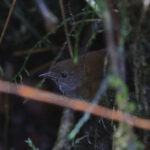 Friendly Bush Warbler (image by Wayne Paes)