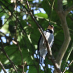 Fruithunter (image by Yeo Siew Teck)