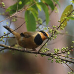Fruithunter (image by Wayne Paes)