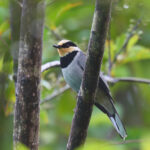 Fruithunter (image by Wayne Paes)